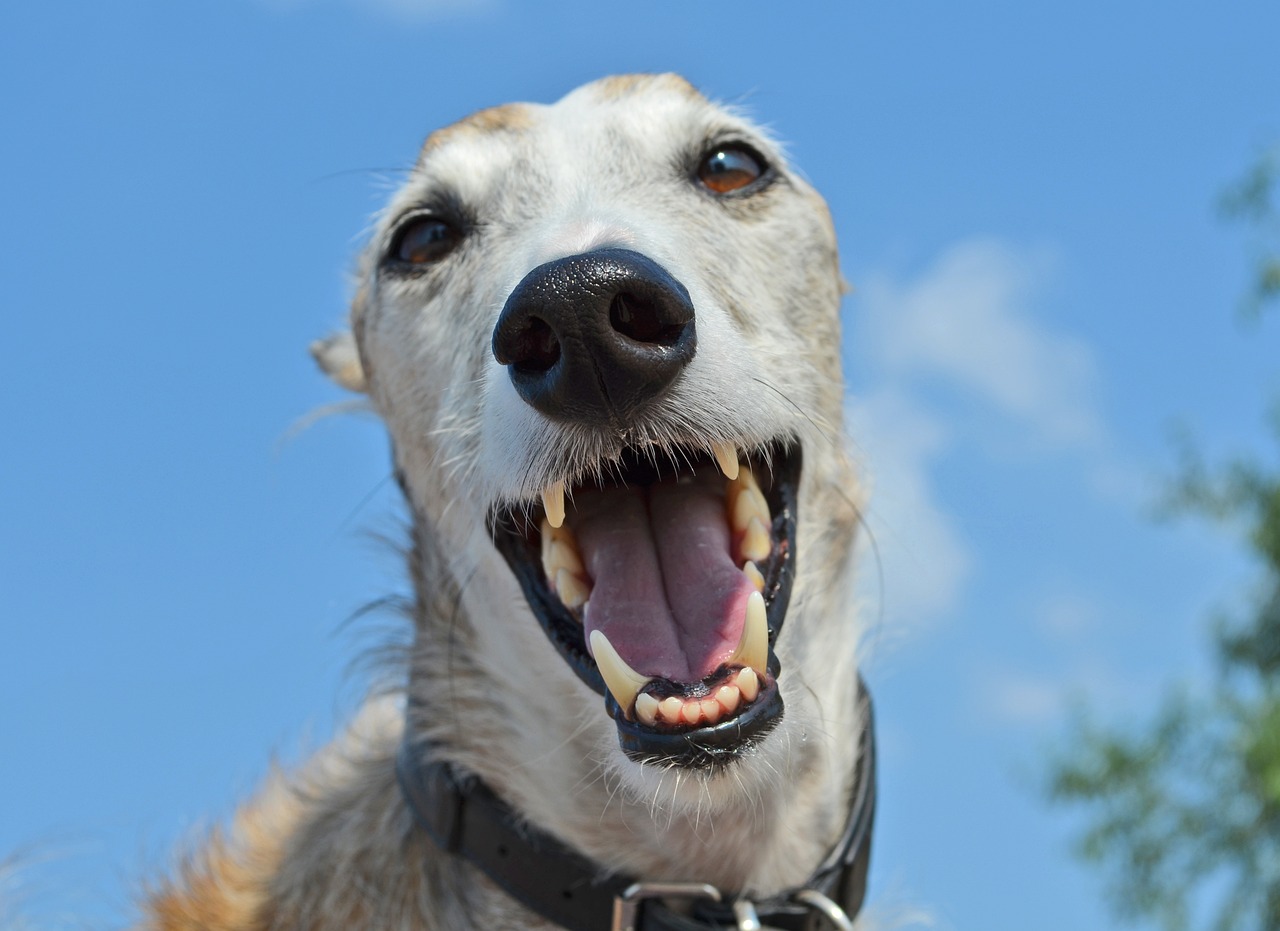 西安通报男童被恶犬咬伤事件，责任人被刑拘，我们需要深入了解的事态进展